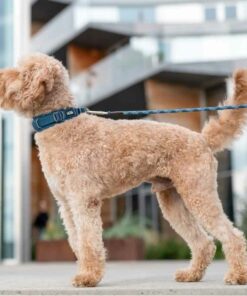 DOG Copenhagen Urban Explorer Collar, Ocean Blue - Bild 4