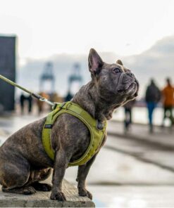 DOG Copenhagen Comfort Walk Go Harness, Black - Bild 3