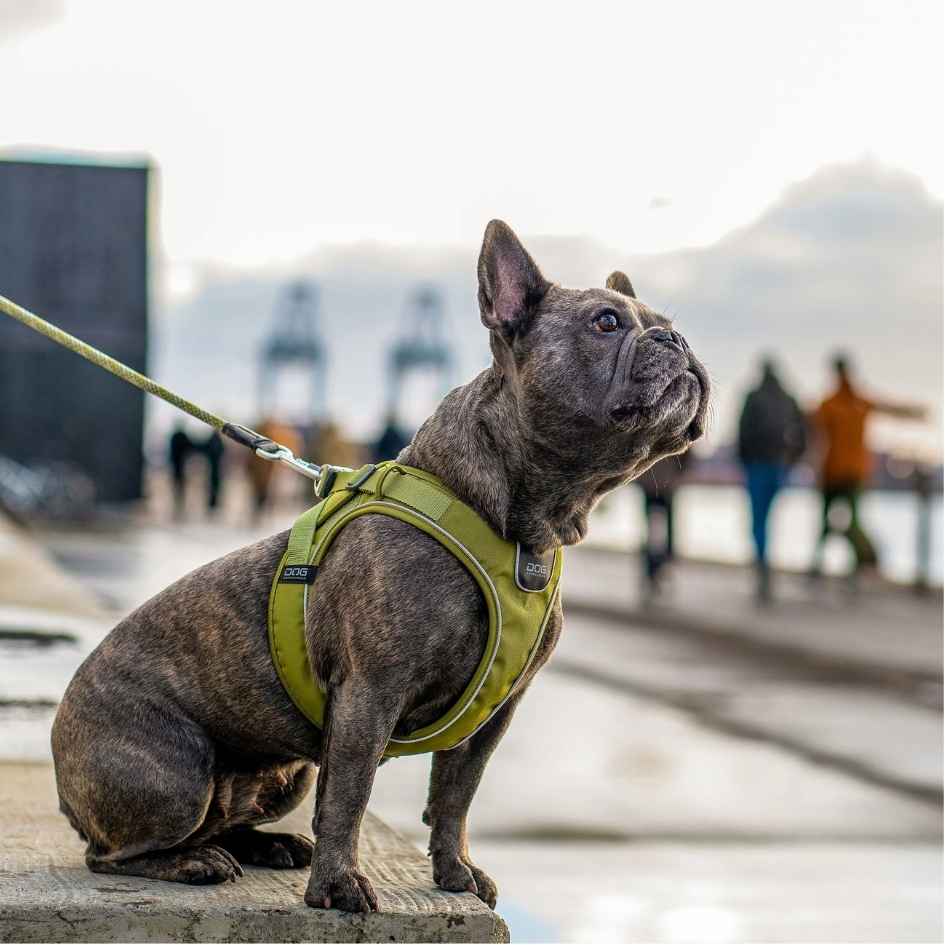 DOG Copenhagen Comfort Walk Go Harness, Black - Bild 3