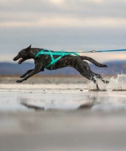 Non-stop dogwear Freemotion harness 5.0, Aqua - Bild 2