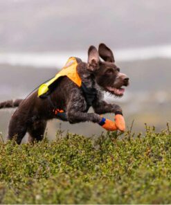Non-stop dogwear Protector light socks, Orange, 4-pack - Bild 3