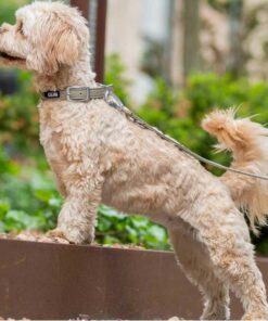 DOG Copenhagen Urban Classic Collar Desert Dune - Bild 5