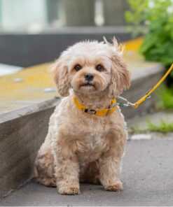 DOG Copenhagen Urban Classic Collar Lemon - Bild 5
