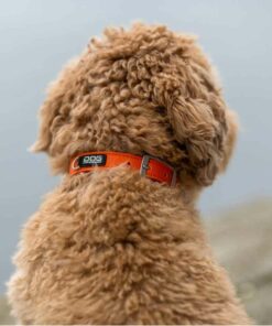 DOG Copenhagen Urban Classic Collar Orange Sun - Bild 4